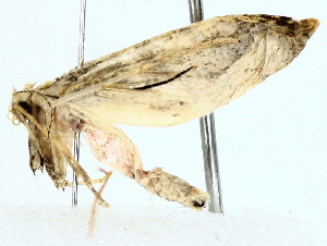  ( - BIOUG70310-D05)  @11 [ ] CreativeCommons - Attribution (2022) CBG Photography Group Centre for Biodiversity Genomics