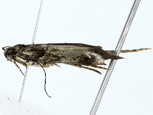  ( - BIOUG70310-D10)  @11 [ ] CreativeCommons - Attribution (2022) CBG Photography Group Centre for Biodiversity Genomics