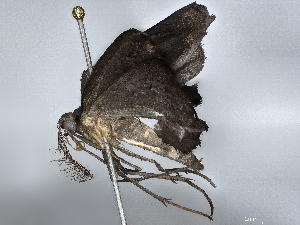  ( - BIOUG72942-G02)  @11 [ ] CreativeCommons - Attribution (2022) CBG Photography Group Centre for Biodiversity Genomics