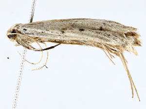  ( - BIOUG72942-G09)  @11 [ ] CreativeCommons - Attribution (2022) CBG Photography Group Centre for Biodiversity Genomics