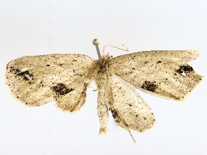  ( - BIOUG72943-D01)  @11 [ ] CreativeCommons - Attribution (2022) CBG Photography Group Centre for Biodiversity Genomics