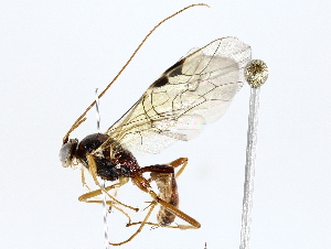  ( - BIOUG72943-G06)  @11 [ ] CreativeCommons - Attribution (2022) CBG Photography Group Centre for Biodiversity Genomics