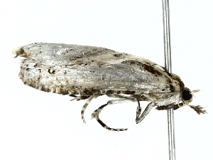 (tortMalaise7068 - BIOUG77728-B06)  @11 [ ] CreativeCommons - Attribution (2022) CBG Photography Group Centre for Biodiversity Genomics