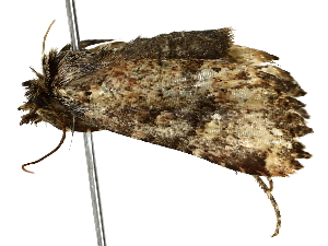  (Lacinipolia Malaise5196 - BIOUG77728-F02)  @11 [ ] CreativeCommons - Attribution (2022) CBG Photography Group Centre for Biodiversity Genomics