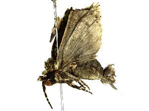  (Polia Sullivan5772 - BIOUG77728-H06)  @11 [ ] CreativeCommons - Attribution (2022) CBG Photography Group Centre for Biodiversity Genomics