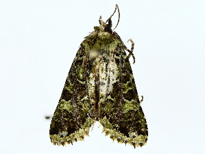  ( - BIOUG77729-A08)  @11 [ ] CreativeCommons - Attribution (2022) CBG Photography Group Centre for Biodiversity Genomics