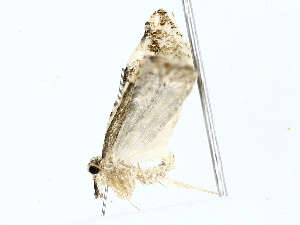  (Saphenista Malaise1889 - BIOUG77729-B10)  @11 [ ] CreativeCommons - Attribution (2022) CBG Photography Group Centre for Biodiversity Genomics