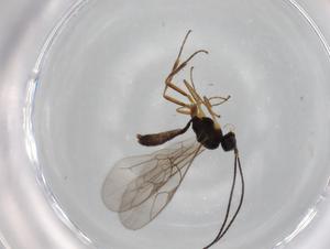  ( - BIOUG77835-D01)  @11 [ ] CreativeCommons - Attribution (2022) Centre for Biodiversity Genomics Centre for Biodiversity Genomics