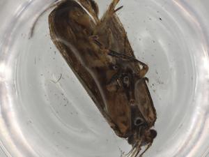  ( - BIOUG77855-F01)  @11 [ ] CreativeCommons - Attribution (2022) Centre for Biodiversity Genomics Centre for Biodiversity Genomics