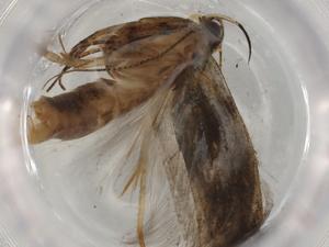  ( - BIOUG77855-F03)  @11 [ ] CreativeCommons - Attribution (2022) Centre for Biodiversity Genomics Centre for Biodiversity Genomics