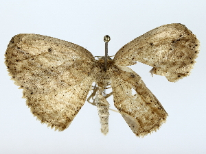  ( - BIOUG85302-G09)  @11 [ ] CreativeCommons - Attribution (2022) CBG Photography Group Centre for Biodiversity Genomics