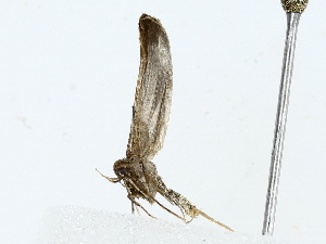  (Hypatopa Malaise1136 - BIOUG85451-A12)  @11 [ ] CreativeCommons - Attribution (2022) CBG Photography Group Centre for Biodiversity Genomics