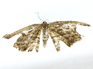  ( - BIOUG85451-G11)  @11 [ ] CreativeCommons - Attribution (2022) CBG Photography Group Centre for Biodiversity Genomics