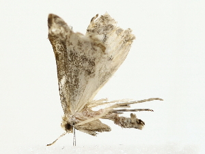  ( - BIOUG85452-A01)  @11 [ ] CreativeCommons - Attribution (2022) CBG Photography Group Centre for Biodiversity Genomics