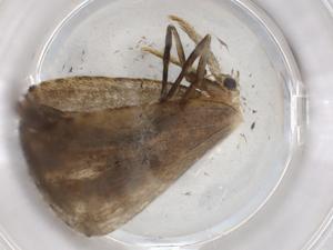  (Hypenodes Malaise9202 - BIOUG86533-D10)  @11 [ ] CreativeCommons - Attribution (2022) Centre for Biodiversity Genomics Centre for Biodiversity Genomics