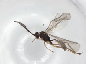  ( - BIOUG86570-E03)  @11 [ ] CreativeCommons - Attribution (2022) Centre for Biodiversity Genomics Centre for Biodiversity Genomics