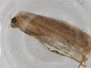  ( - BIOUG86590-F07)  @11 [ ] CreativeCommons - Attribution (2022) Centre for Biodiversity Genomics Centre for Biodiversity Genomics