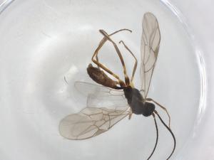  ( - BIOUG86668-F02)  @11 [ ] CreativeCommons - Attribution (2022) Centre for Biodiversity Genomics Centre for Biodiversity Genomics