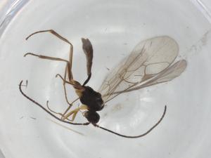  ( - BIOUG89280-G06)  @11 [ ] CreativeCommons - Attribution (2022) Centre for Biodiversity Genomics Centre for Biodiversity Genomics