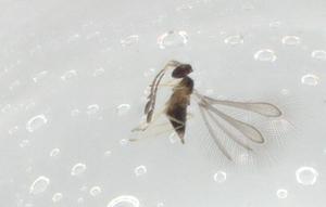  ( - BIOUG89285-B09)  @12 [ ] CreativeCommons - Attribution (2022) Centre for Biodiversity Genomics Centre for Biodiversity Genomics