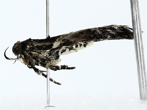  ( - BIOUG85455-C11)  @11 [ ] CreativeCommons - Attribution (2022) CBG Photography Group Centre for Biodiversity Genomics