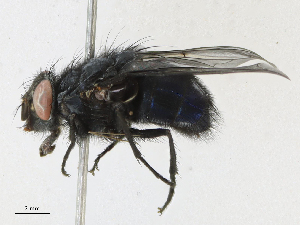  ( - CBG-A16707-F11)  @11 [ ] CreativeCommons - Attribution Share - Alike (2023) CBG Photography Group Centre for Biodiversity Genomics