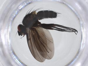  (Chaetostigmoptera Malaise0848 - CBG-A20199-E08)  @11 [ ] CreativeCommons - Attribution Share - Alike (2023) Centre for Biodiversity Genomics Centre for Biodiversity Genomics