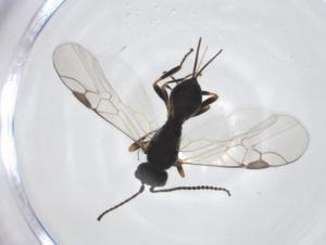  (Eubazus malaise9811 - CBG-A20202-G06)  @11 [ ] CreativeCommons - Attribution Share - Alike (2023) Centre for Biodiversity Genomics Centre for Biodiversity Genomics