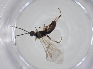  (Oncophanes Malaise7797 - CBG-A20607-F09)  @11 [ ] CreativeCommons - Attribution Share - Alike (2023) Centre for Biodiversity Genomics Centre for Biodiversity Genomics