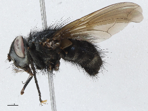  (Ptilodexia Malaise6595 - BIOUG58686-A09)  @11 [ ] CreativeCommons - Attribution (2023) CBG Photography Group Centre for Biodiversity Genomics