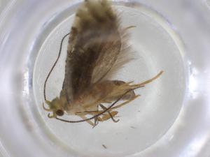  ( - BIOUG70785-E05)  @11 [ ] CreativeCommons - Attribution (2023) Centre for Biodiversity Genomics Centre for Biodiversity Genomics