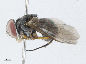  ( - BIOUG91392-B08)  @11 [ ] CreativeCommons - Attribution (2023) CBG Photography Group Centre for Biodiversity Genomics