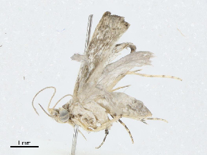  ( - BIOUG91392-E09)  @11 [ ] CreativeCommons - Attribution (2023) CBG Photography Group Centre for Biodiversity Genomics