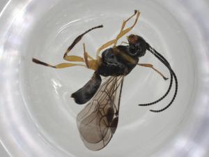  ( - CBG-A04278-A04)  @11 [ ] CreativeCommons - Attribution (2023) Centre for Biodiversity Genomics Centre for Biodiversity Genomics