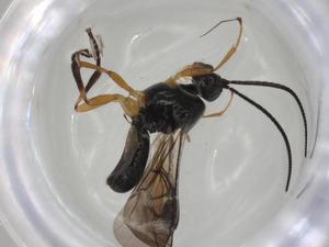  ( - CBG-A04278-A10)  @11 [ ] CreativeCommons - Attribution (2023) Centre for Biodiversity Genomics Centre for Biodiversity Genomics