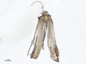  (gelMalaise01 Malaise6256 - CBG-A04562-D03)  @11 [ ] CreativeCommons - Attribution (2023) CBG Photography Group Centre for Biodiversity Genomics