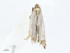  ( - CBG-A04562-F06)  @11 [ ] CreativeCommons - Attribution (2023) CBG Photography Group Centre for Biodiversity Genomics