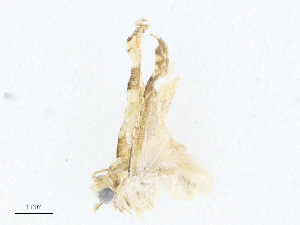  ( - CBG-A04562-F09)  @11 [ ] CreativeCommons - Attribution (2023) CBG Photography Group Centre for Biodiversity Genomics