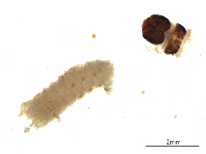  ( - CBG-A04578-H06)  @11 [ ] CreativeCommons - Attribution (2023) CBG Photography Group Centre for Biodiversity Genomics