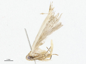  ( - CBG-A05358-C01)  @11 [ ] CreativeCommons - Attribution (2023) CBG Photography Group Centre for Biodiversity Genomics