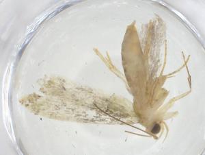  ( - CBG-A11649-E06)  @11 [ ] CreativeCommons - Attribution Share - Alike (2023) Centre for Biodiversity Genomics Centre for Biodiversity Genomics