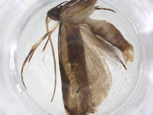  ( - CBG-A11650-A12)  @11 [ ] CreativeCommons - Attribution Share - Alike (2023) Centre for Biodiversity Genomics Centre for Biodiversity Genomics