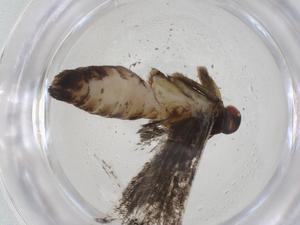  ( - CBG-A11652-G02)  @11 [ ] CreativeCommons - Attribution Share - Alike (2023) Centre for Biodiversity Genomics Centre for Biodiversity Genomics