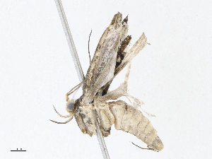  (gelMalaise01 Malaise8074 - CBG-A13239-B11)  @11 [ ] CreativeCommons - Attribution Share - Alike (2023) CBG Photography Group Centre for Biodiversity Genomics