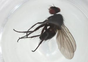  ( - CBG-A28171-A06)  @11 [ ] CreativeCommons - Attribution Share - Alike (2024) Centre for Biodiversity Genomics Centre for Biodiversity Genomics