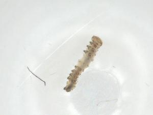  ( - CBG-A28174-F08)  @11 [ ] CreativeCommons - Attribution Share - Alike (2024) Centre for Biodiversity Genomics Centre for Biodiversity Genomics