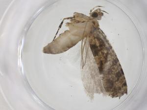  ( - CBG-A28198-A08)  @11 [ ] CreativeCommons - Attribution Share - Alike (2024) Centre for Biodiversity Genomics Centre for Biodiversity Genomics