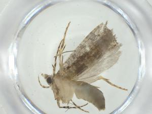  ( - CBG-A28199-G07)  @11 [ ] CreativeCommons - Attribution Share - Alike (2024) Centre for Biodiversity Genomics Centre for Biodiversity Genomics