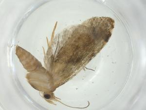  ( - CBG-A28202-A07)  @11 [ ] CreativeCommons - Attribution Share - Alike (2024) Centre for Biodiversity Genomics Centre for Biodiversity Genomics