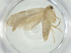  ( - CBG-A28204-D06)  @11 [ ] CreativeCommons - Attribution Share - Alike (2024) Centre for Biodiversity Genomics Centre for Biodiversity Genomics